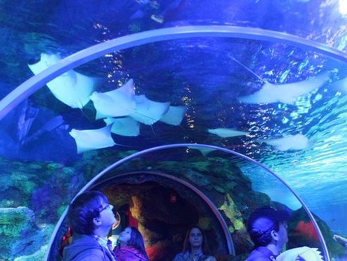 Sea Life Aquarium At Concord Mills Mall
Courtesy: WCNC