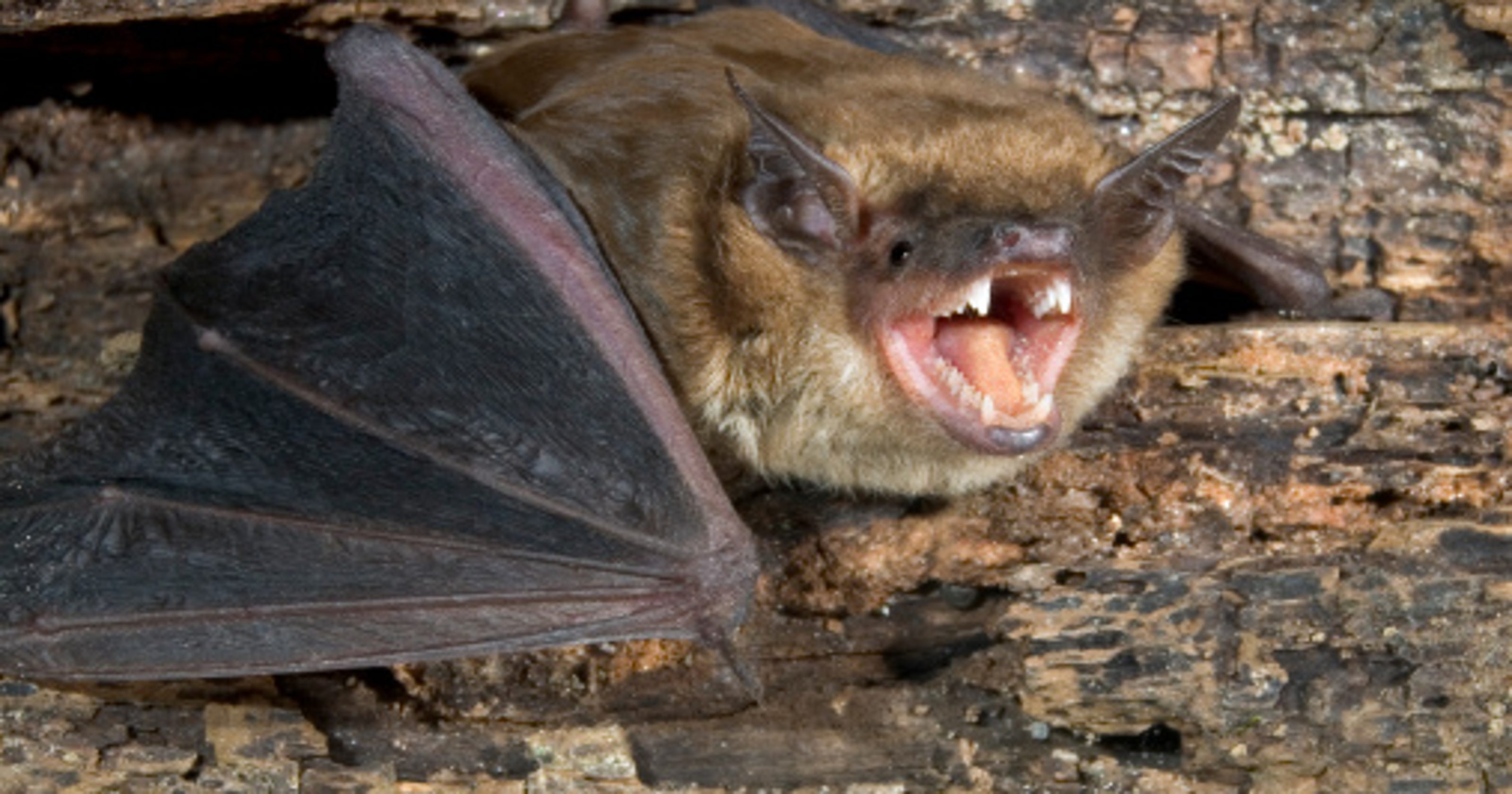Rabid bats on rise in Michigan; how to protect family, pets