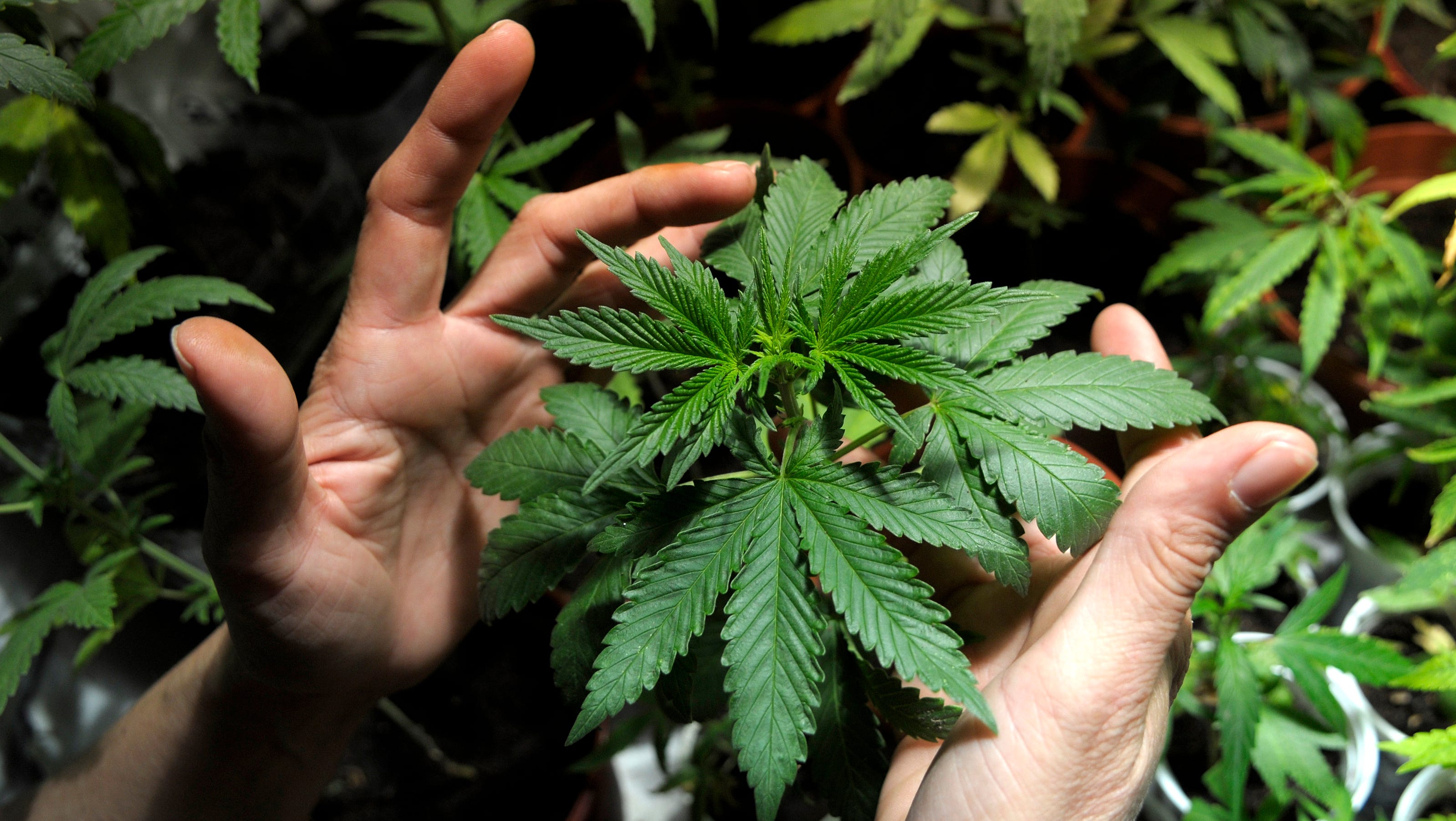 aa and marijuana aa and marijuana