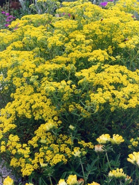 Volunteers battle invasive plant in southern Oregon