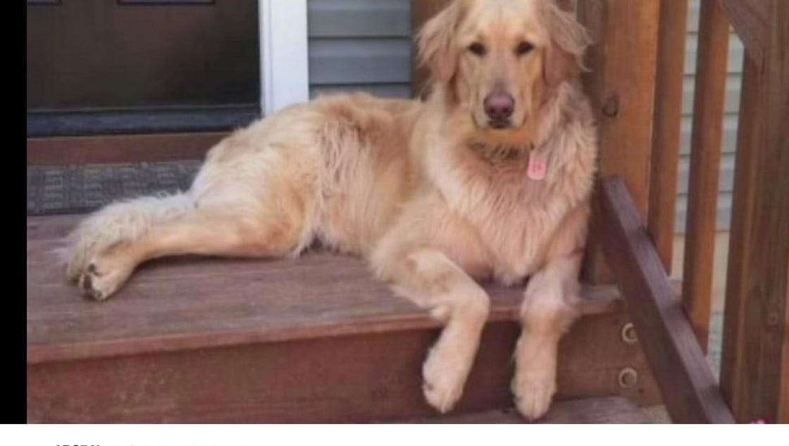 Petco fires workers after dog dies during grooming