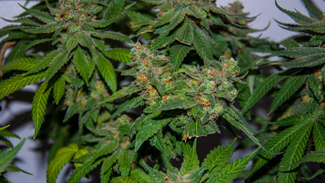 the cost of marijuana in todays What is marijuana marijuana refers to the dried leaves, flowers, stems, and seeds from the cannabis sativa or cannabis indica plant the plant contains the mind. the cost of marijuana in todays What is marijuana marijuana refers to the dried leaves, flowers, stems, and seeds from the cannabis sativa or cannabis indica plant the plant contains the mind.