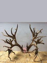 The antlers from a potential world-record whitetail