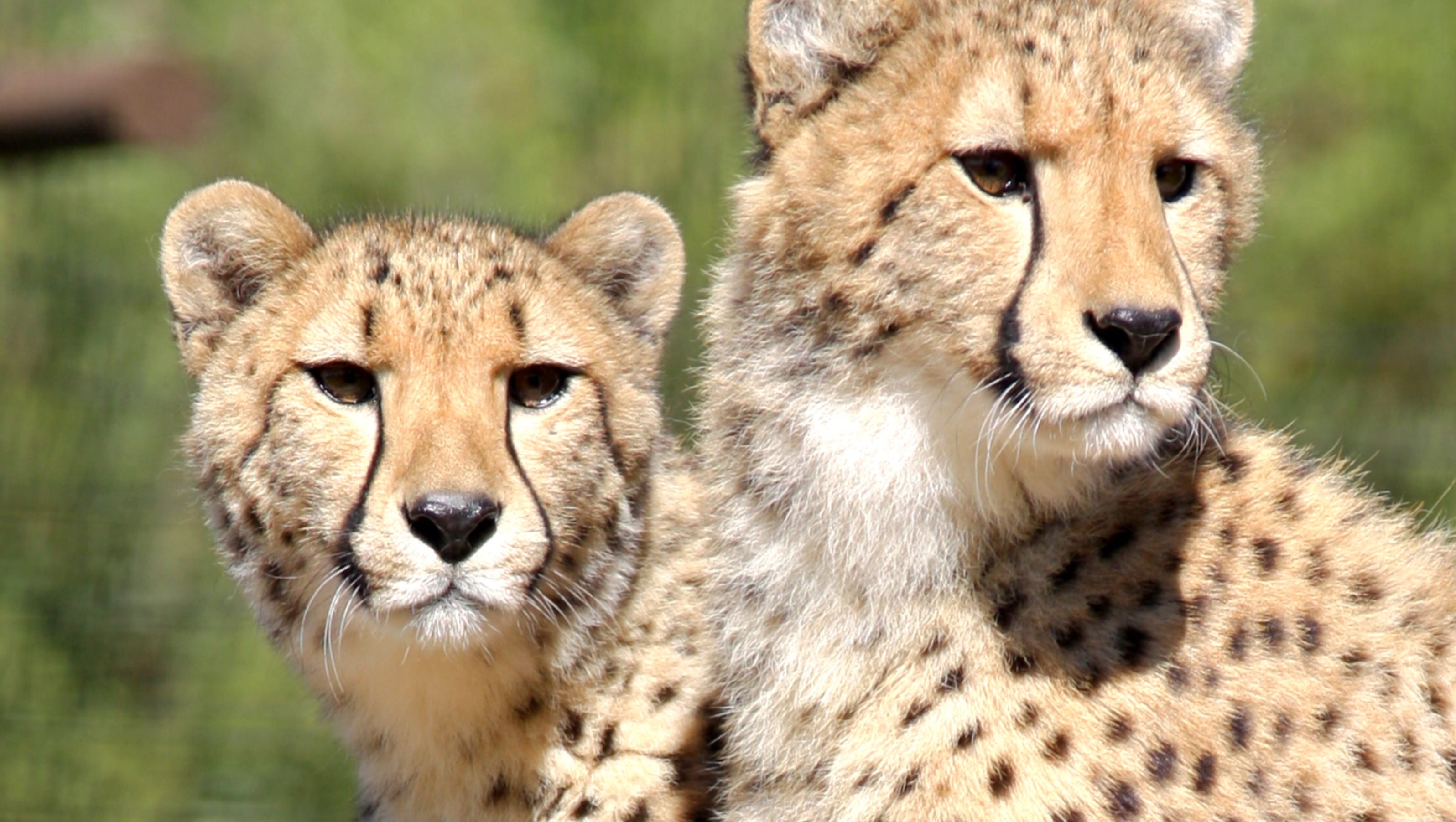 30 endangered species that call Wildlife World Zoo home