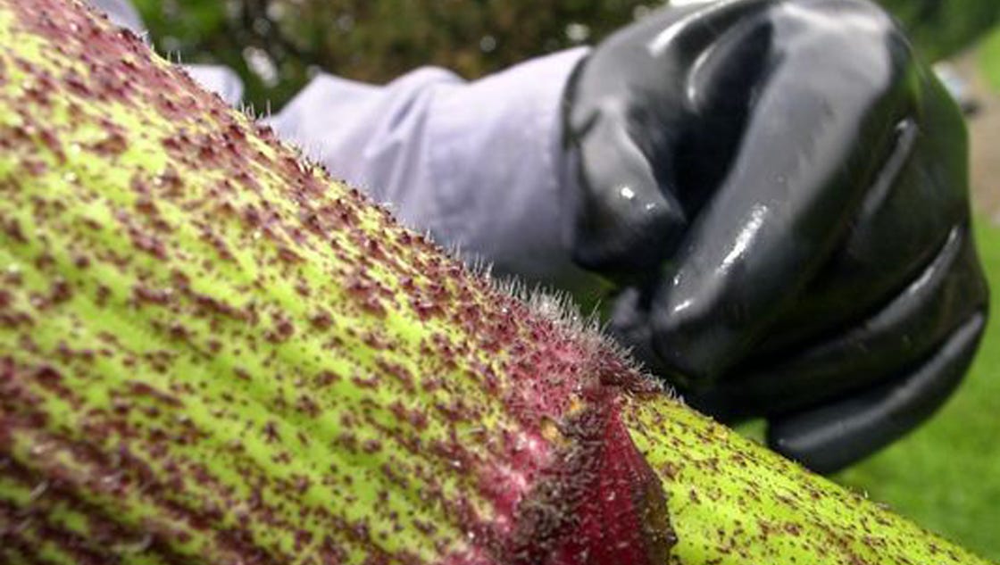 Don't touch this plant; you could go blind