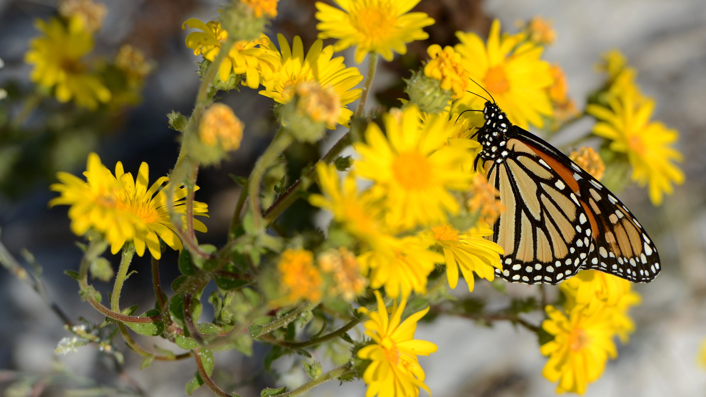 Harbinger of fall; monarch butterflies arrive