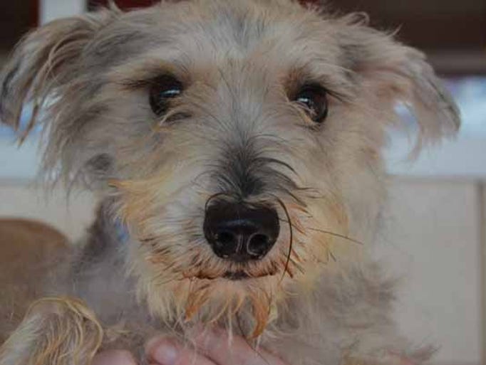 Photos Small dogs need homes in Houston area