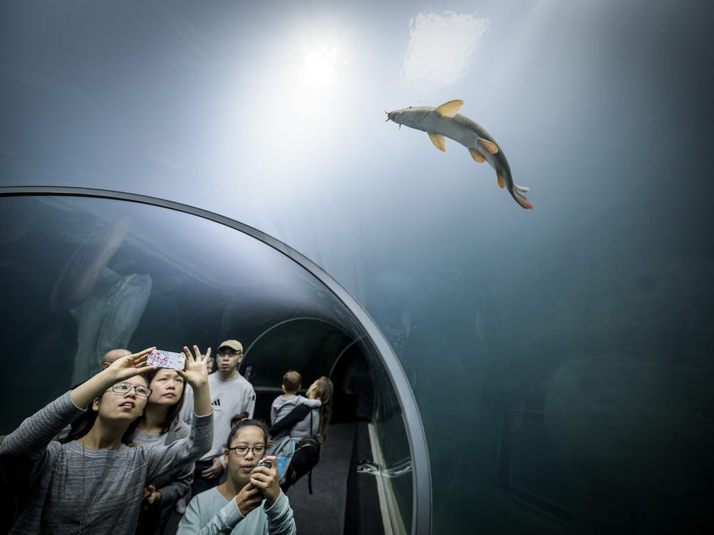 Visitors watch a fish in a glass tunnel on the opening day of Aquatis, the largest fresh water aquarium-vivarium in Europe, in Lausanne, Switzerland. Aquatis opened its doors to the public offering visitors a chance to discover little-known species o