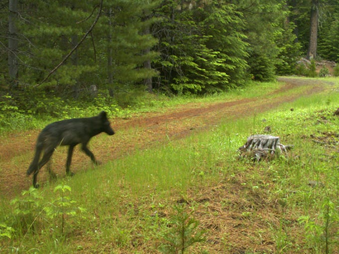 Wildlife cameras capture images of OR7's year-old pups