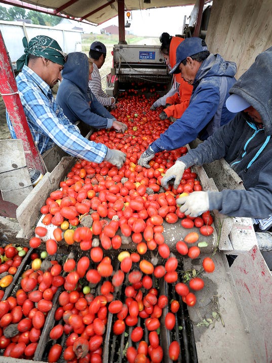 Tremendous tomato harvest keeps Red Gold humming