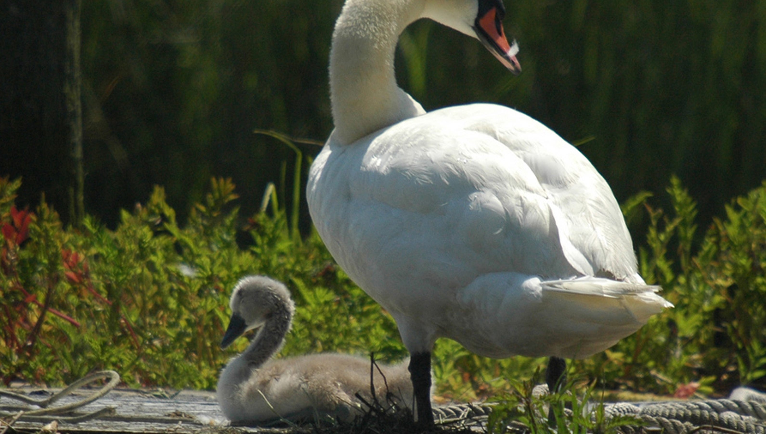Species Spotlight Mute swan