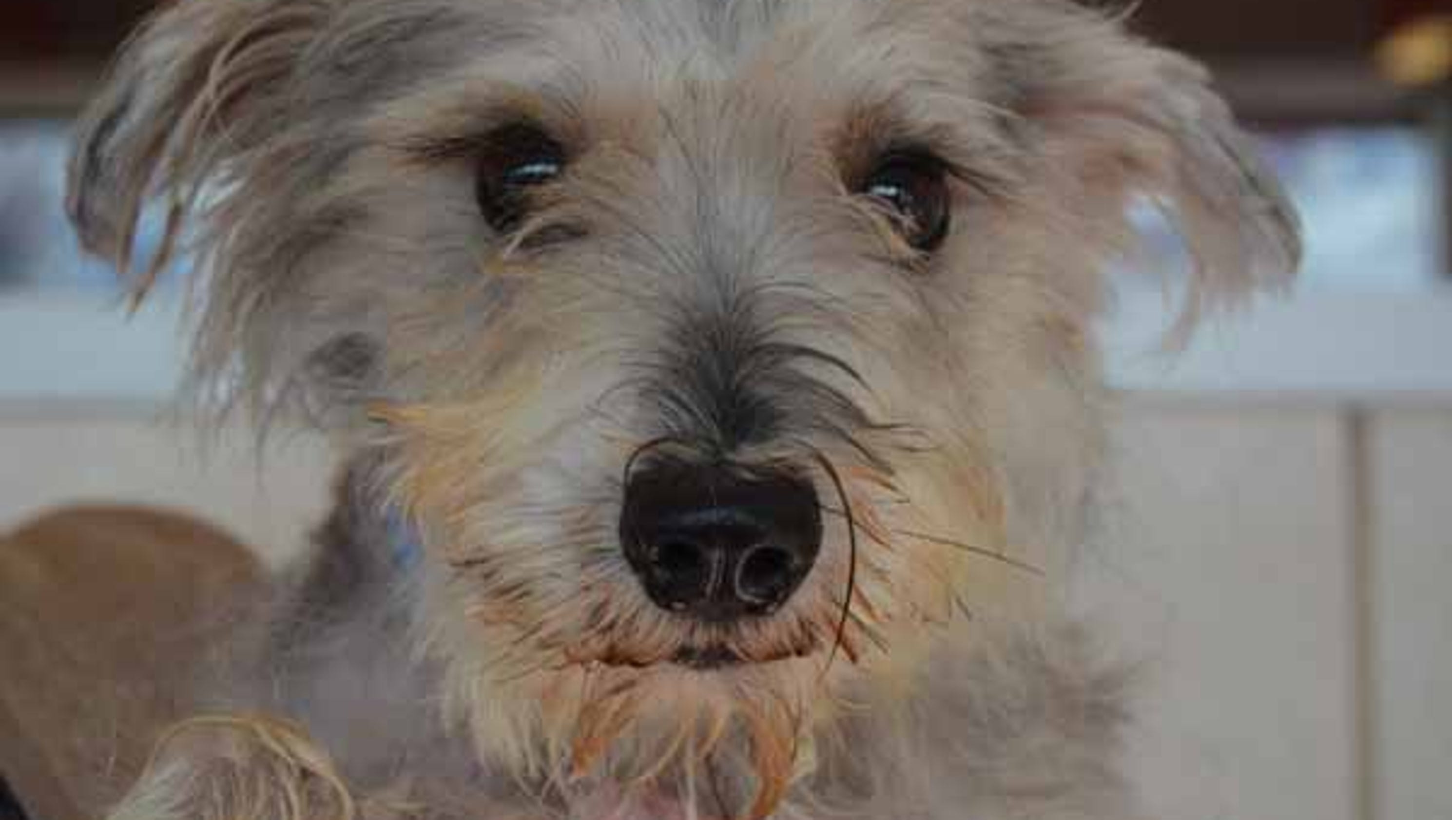 Photos Small dogs need homes in Houston area