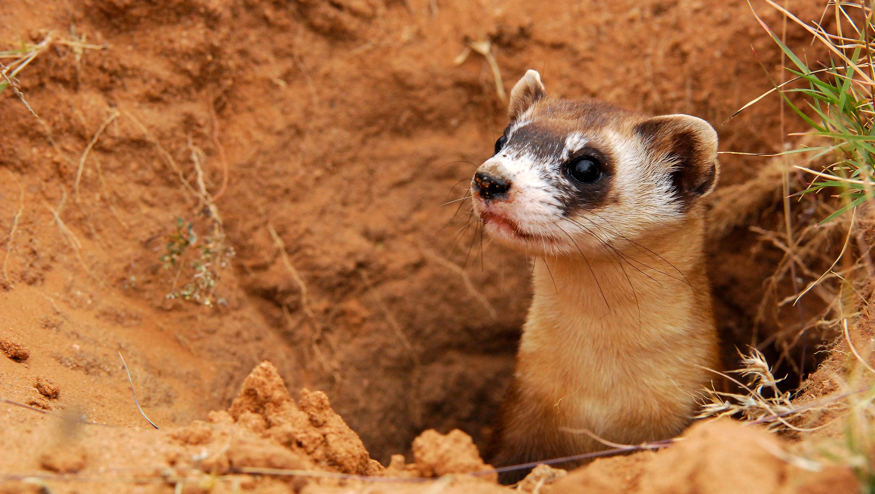 webkinz black footed ferret