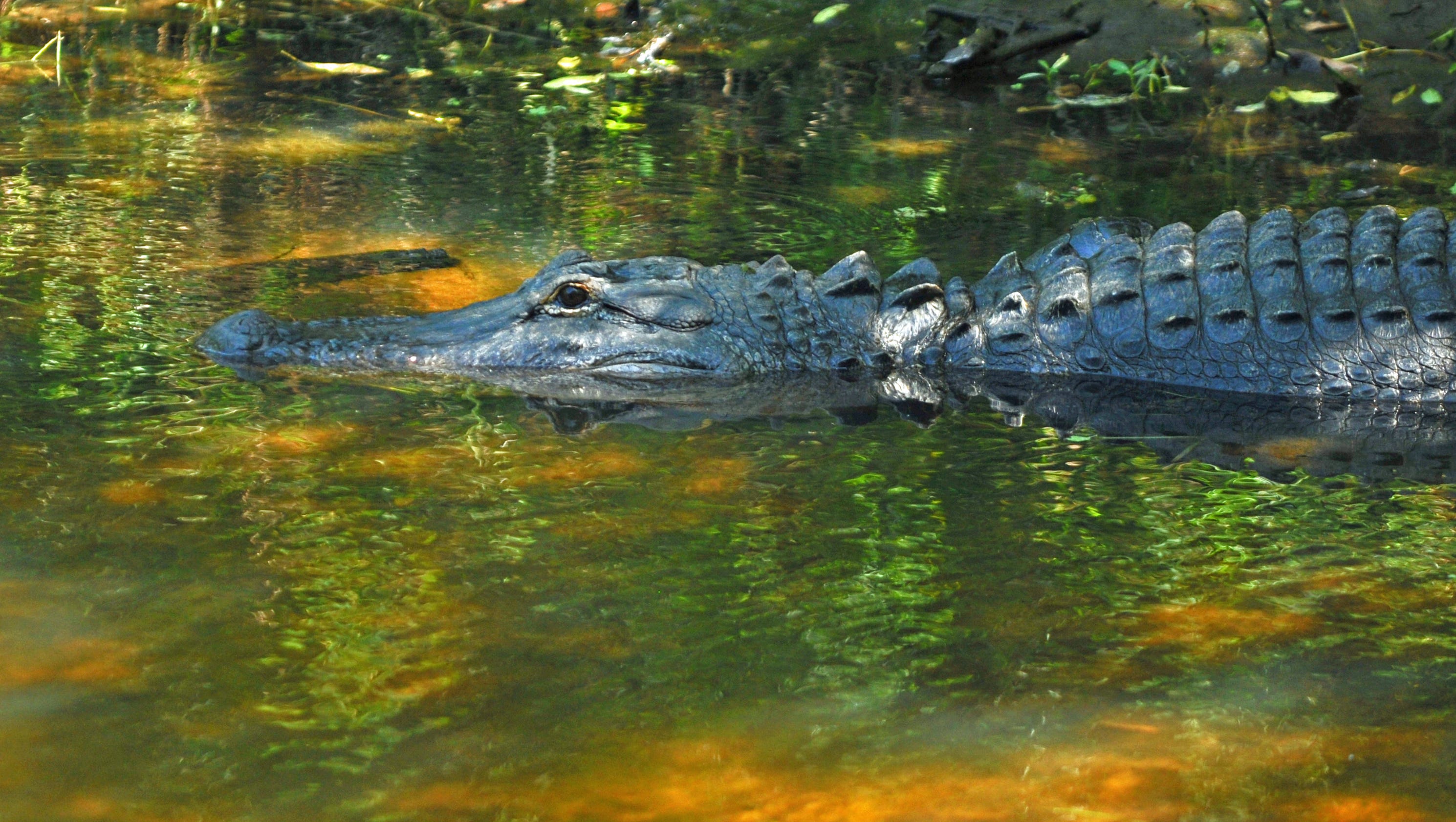Photo Gallery Wildlife at Turkey Creek Sanctuary