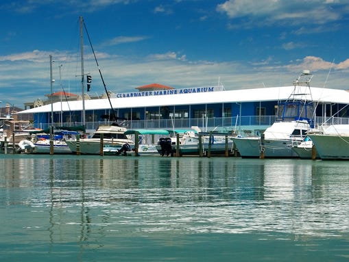 This attraction features animals Home to “Dolphin Tale” movie star, Winter—a rescued dolphin that uses a prosthetic tail–Clearwater Marine Aquarium is a perfect family-friendly attraction to visit in sunny Clearwater, Florida. The marine life rescue center is dedicated to rescue, rehab and release of dolphins, sea turtles, river otters and more.3/5(8).