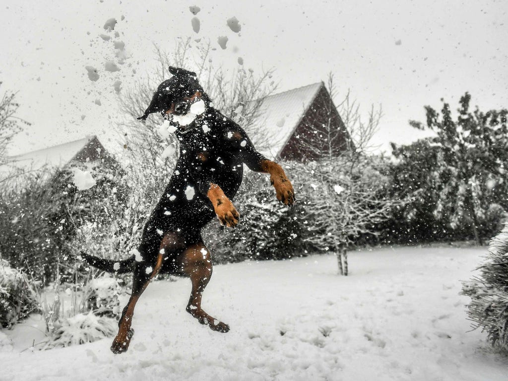 A dog jumps to catch a snowball in Godewaersvelde on Dec. 11, 2017.\u000d\u000aIn France, 32 departments were placed on orange alert with winds of more than 60 miles per hour forecast in some areas. In the northern Pas-de-Calais and Nord regions, som