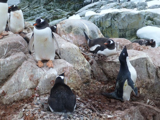Gentoo penguins have red bills and have started showing
