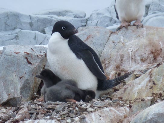 An Adelie penguin tends to a chick in the West Antarctic