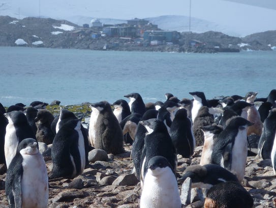 A colony of penguins in the West Antarctic Peninsula.