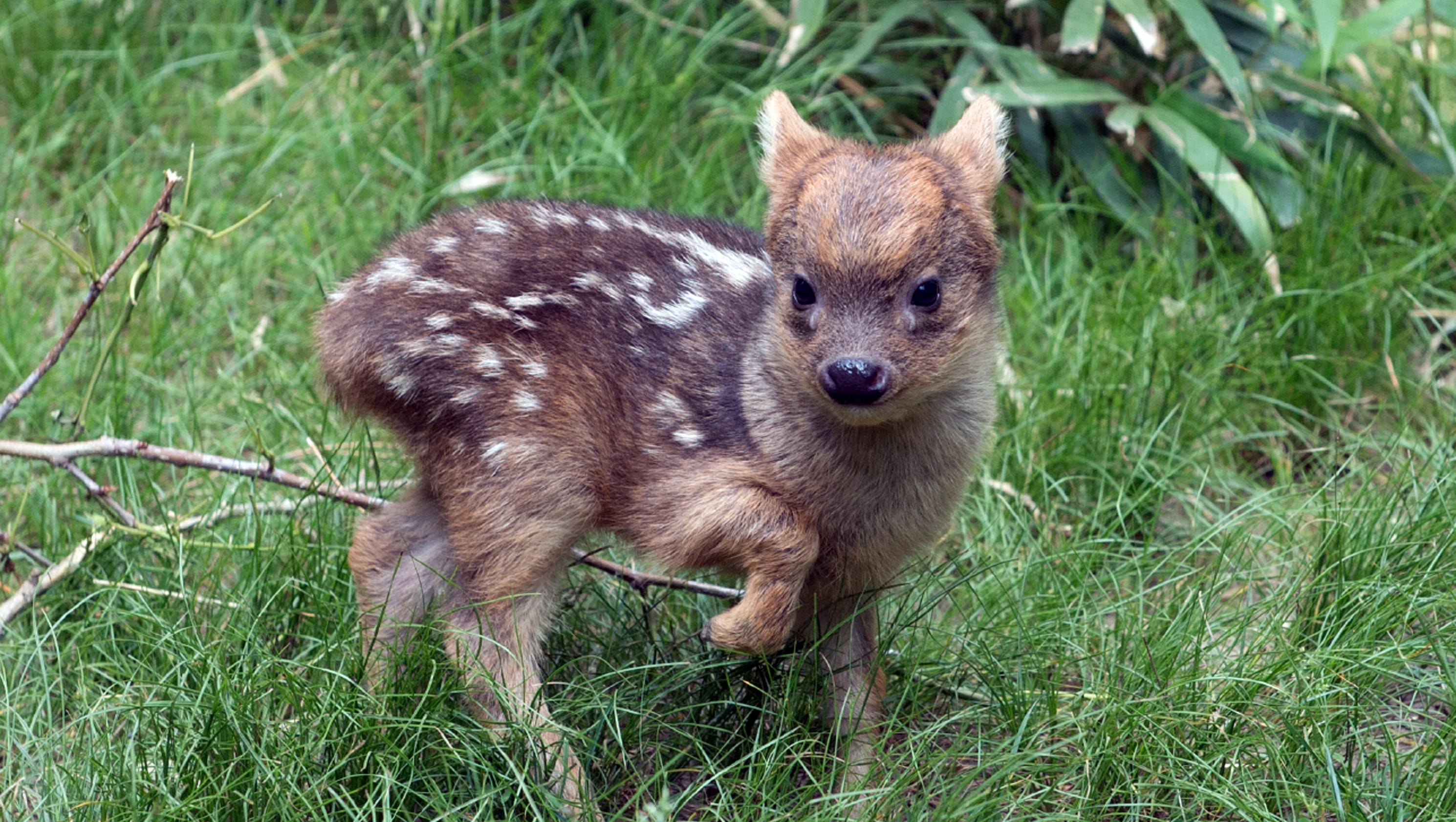 Cute alert! Meet the world's smallest deer species
