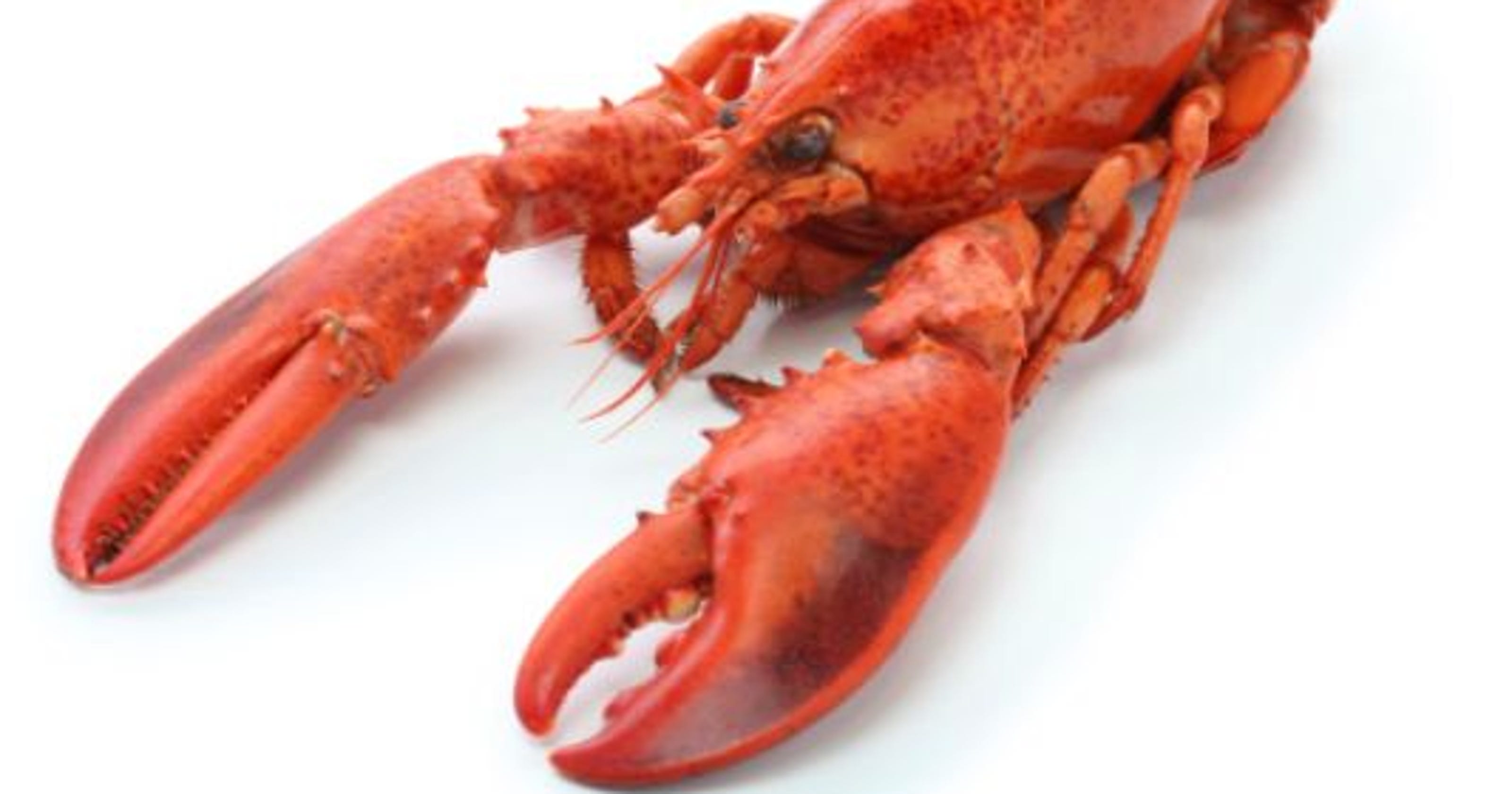 Lobster couple outshine national park