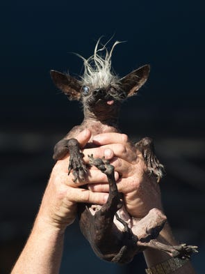 Sweepie Rambo, a Chinese Crested, is held up by owner