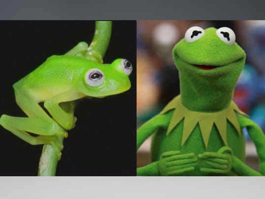 635651173185471595-kermit-comparison2.jpg