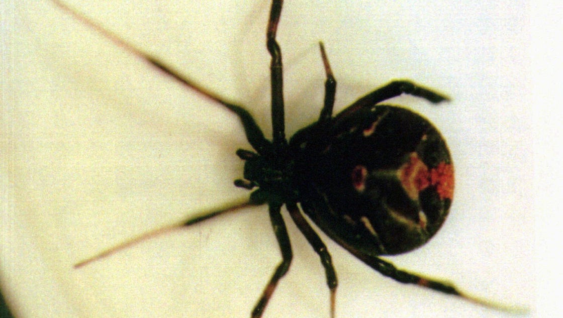 What makes black widows so deadly
