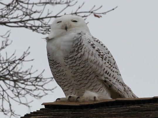 Great Lakes Ice Climate Change And A Snowy Owl This