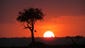 Safari sunset: The photographer captures a spectacular