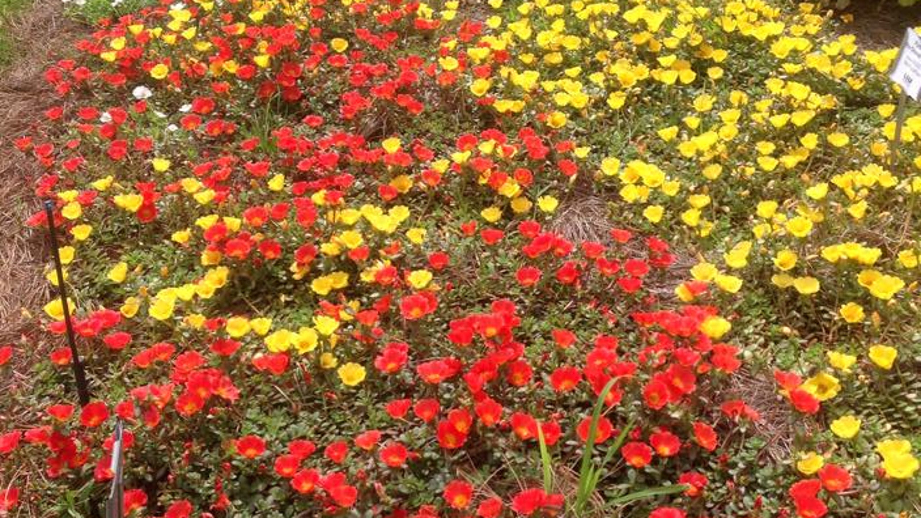 Names Of Bedding Plants Winter Plant Ideas Saga Agcenter Names Top Bedding Plants For 2018
