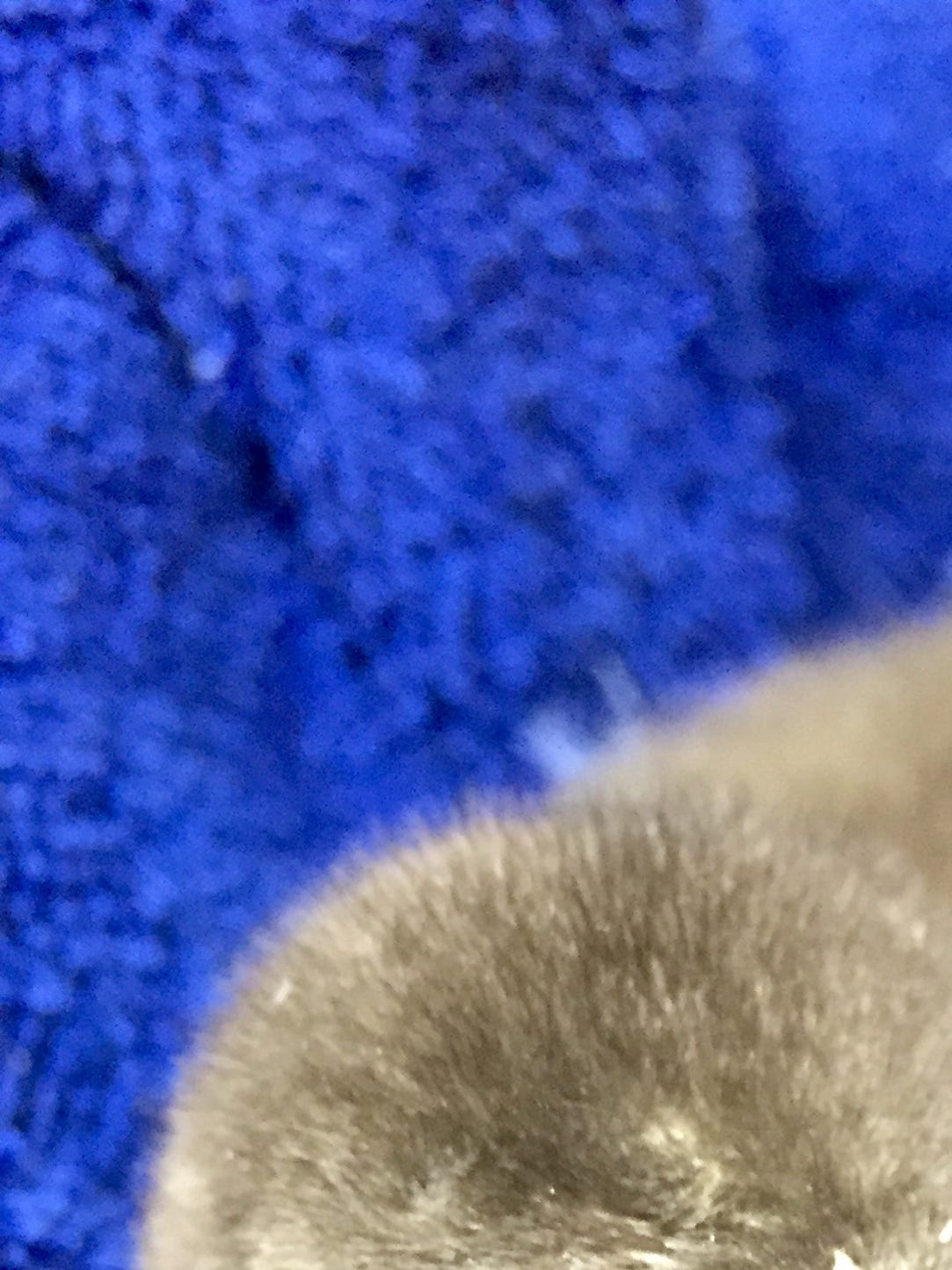 The ninth African Penguin chick was born at Lowry Park