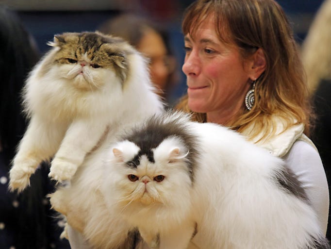 cat and show 39th annual westchester cat show cat and show 39th annual westchester cat show