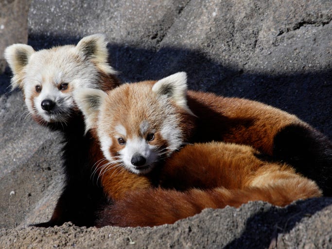 Shama and Tate red pandas