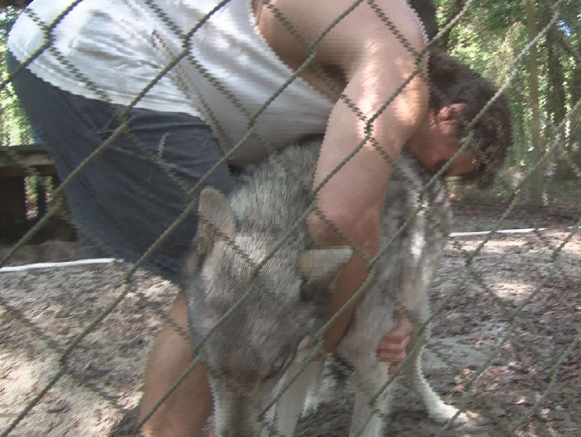 The sanctuary is home to 60 wolves and wolf dogs, most