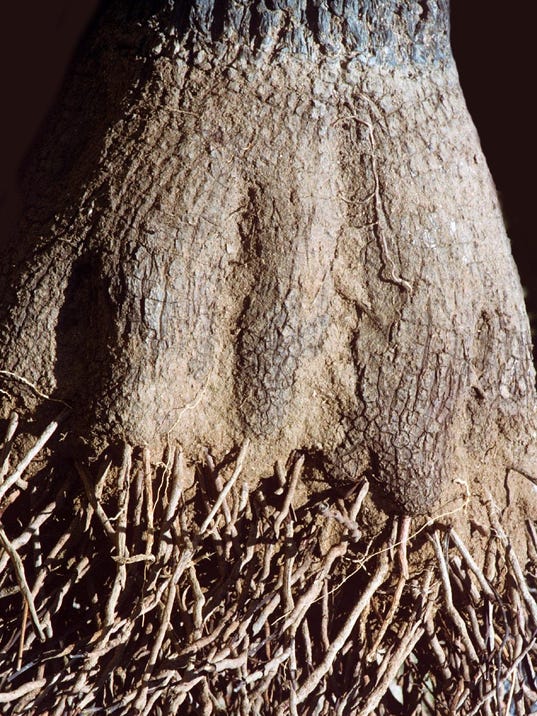 Joshua roots get false rap