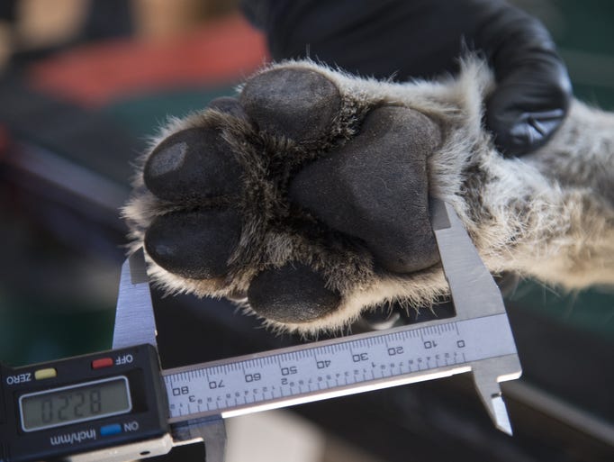 Measurements are taken of Wolf No. M1342's paws.