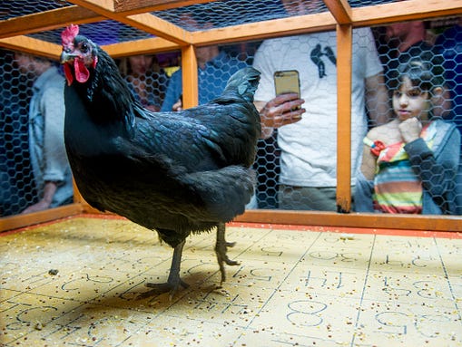 Bingo players watch as a chicken walks among the numbered