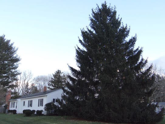 Countless evergreens in Penfield, including this fir