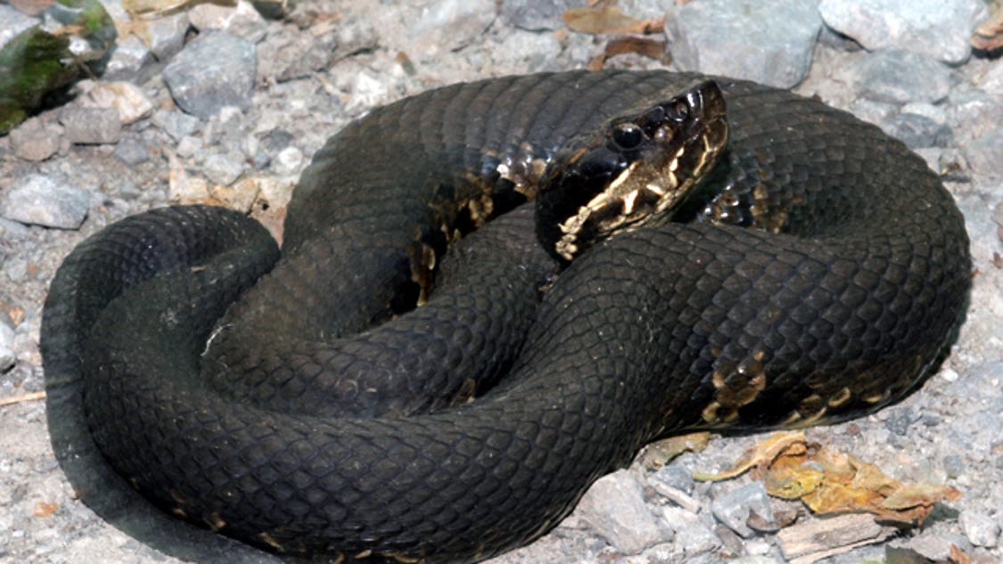 Nixa man dies of suspected cottonmouth snake bite