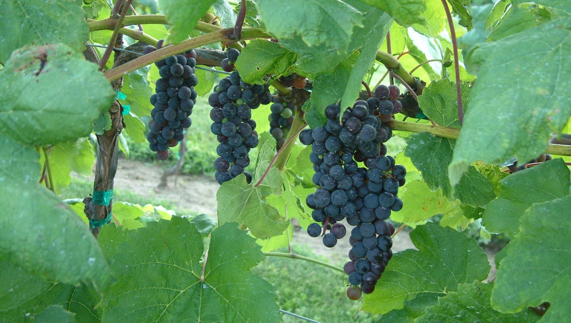 Seedless table grapes for home gardeners