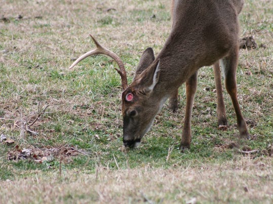 Antler shed season in full swing