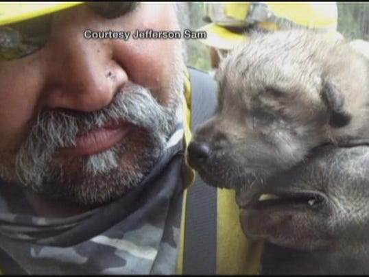 Orphaned wolf pups coming to Minn.