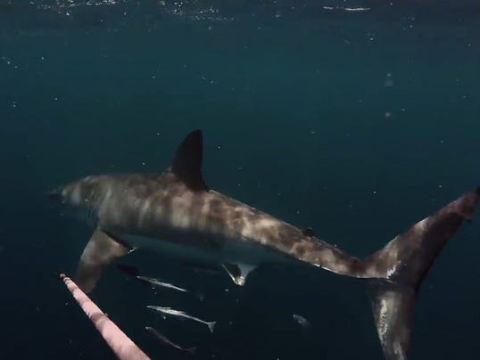 635666819168522881-sharkscreengrab