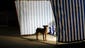 A stray dog stops wanders in a tent for the baggage handlers outside the Gorki Panomara Hotel.