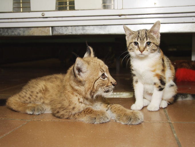 Kitty Befriends Lynx at Russian Zoo