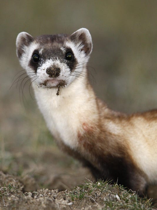 Third Wyoming release set for predator once thought extinct