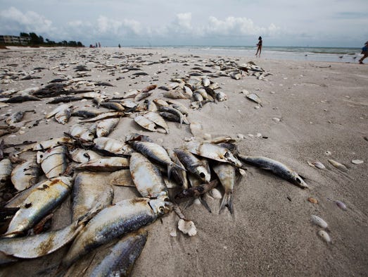 Fish Killed By Red Tide Litter Sanibel S Shores