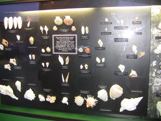The Bailey-Matthews Shell Museum has colorful displays