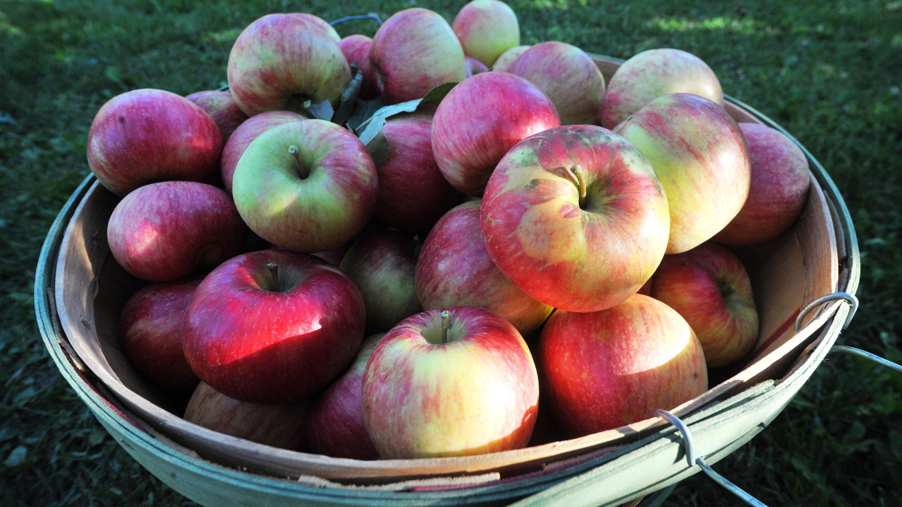 Apples Delicious bushels of healthiness